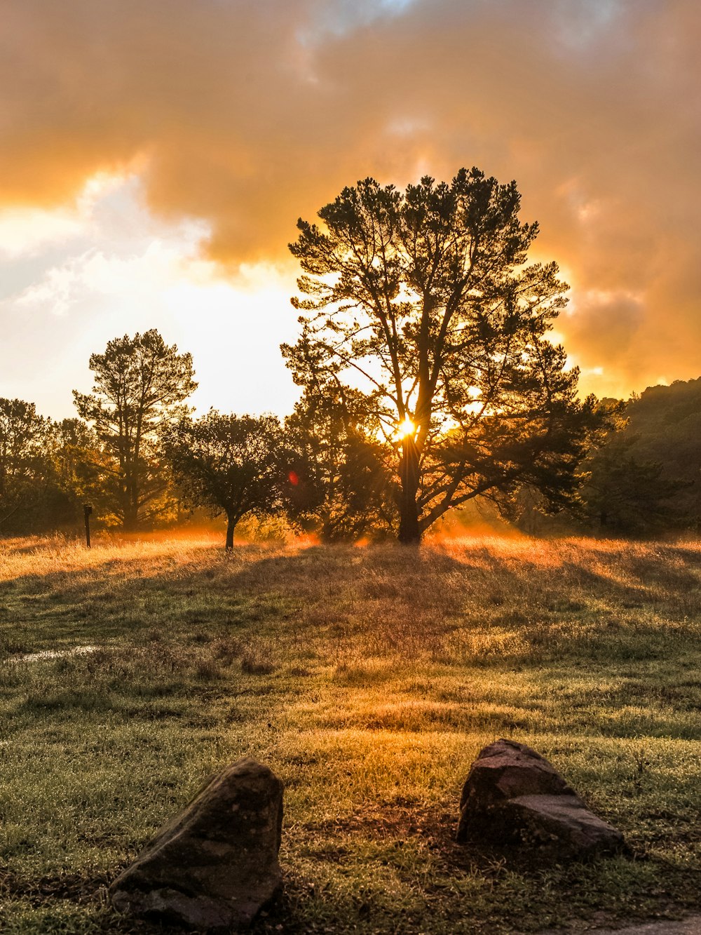 brown trees on green grass field during sunset