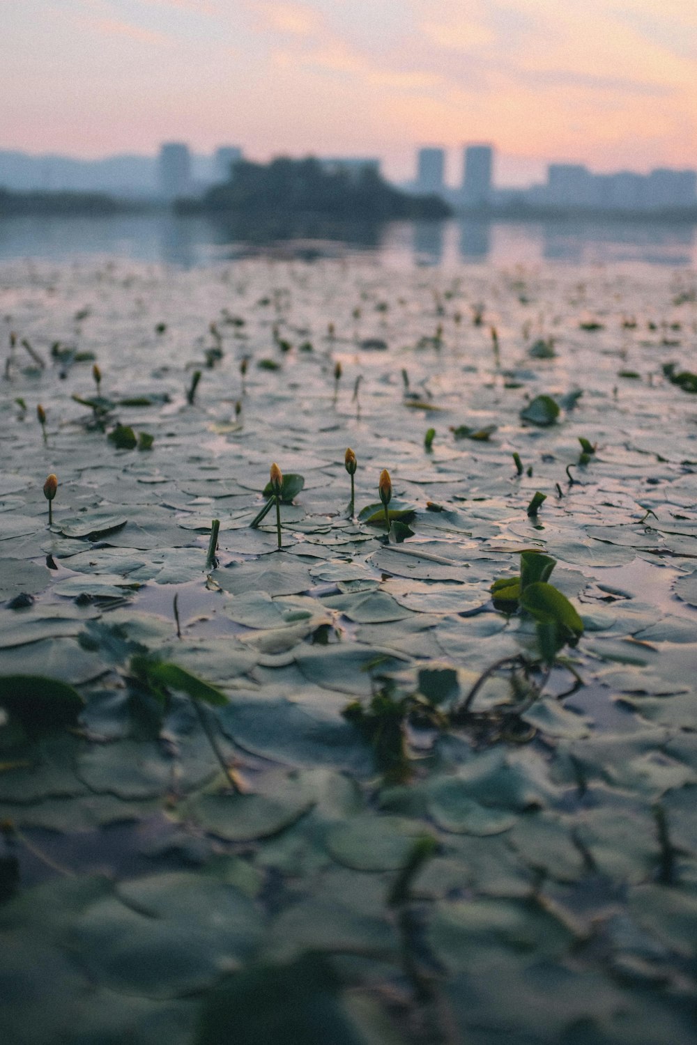 Grüne Blätter auf Wasser während des Tages