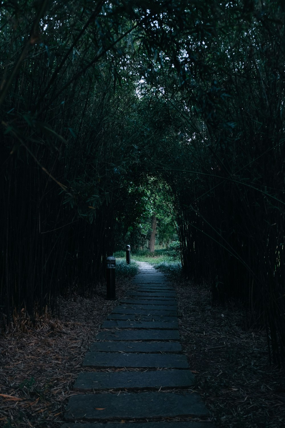 brown wooden pathway between green trees