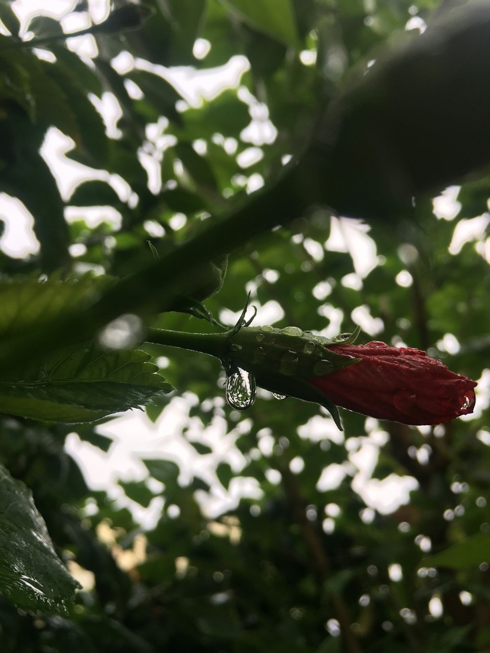 red rose in bloom during daytime