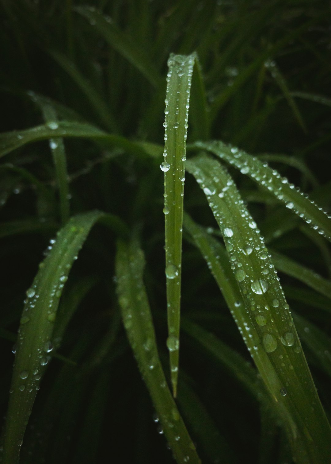 water droplets on green plant