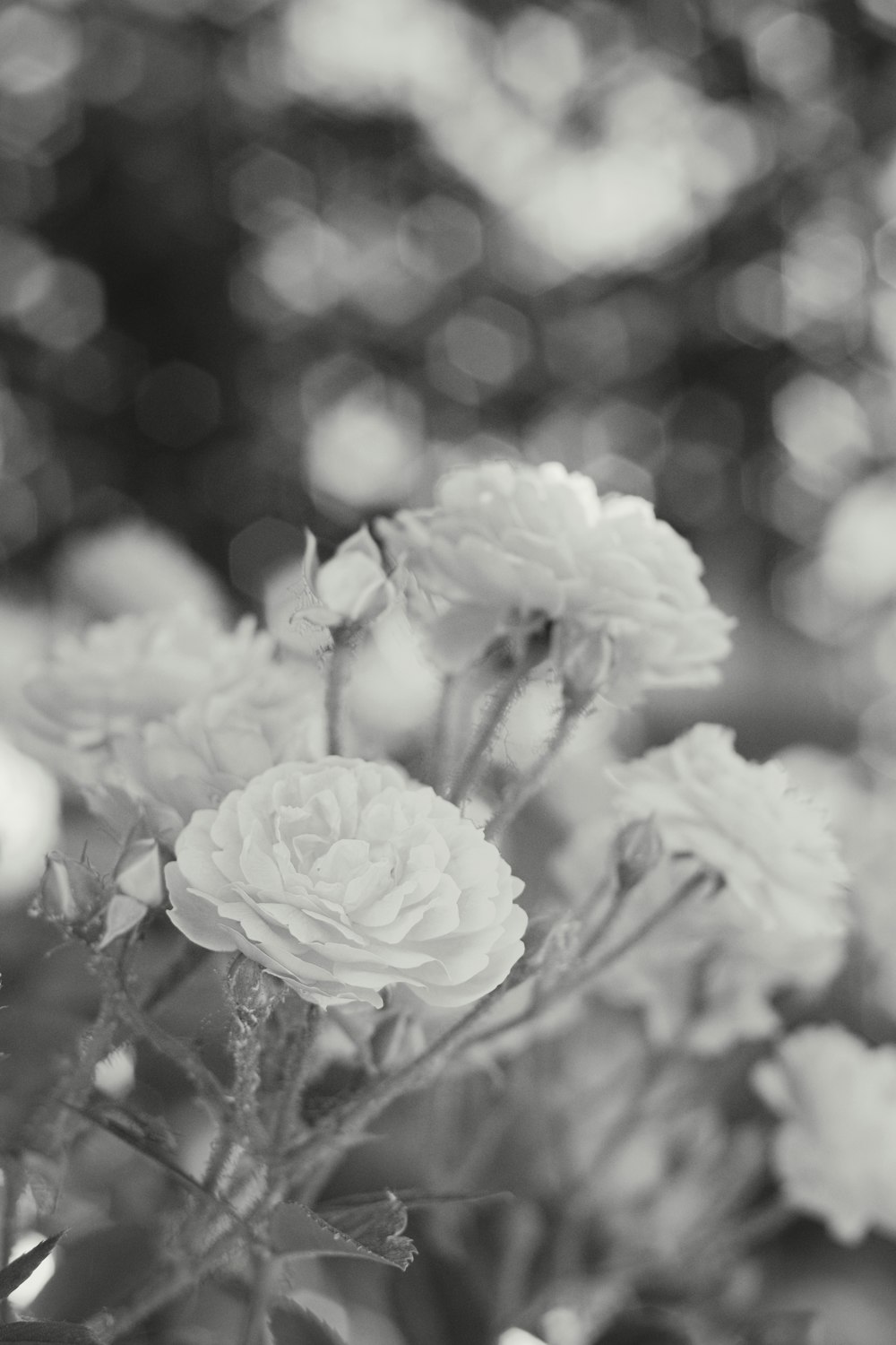 purple flower in gray scale