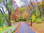 A peaceful urban park pathway lined with autumn leaves, symbolizing a hopeful journey.