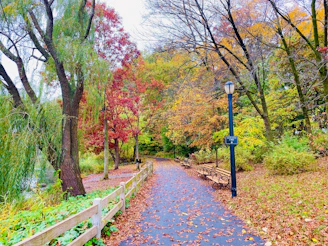 A peaceful urban park pathway lined with autumn leaves, symbolizing a hopeful journey.