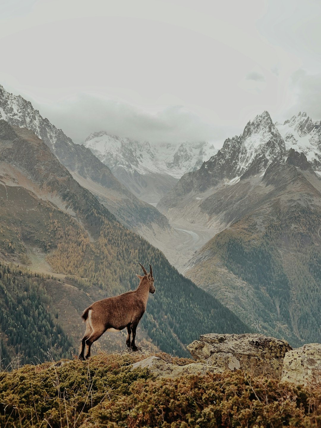 Wildlife photo spot Chamonix Dent d'Oche