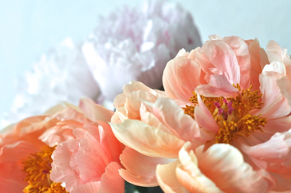 pink and white flower in close up photography