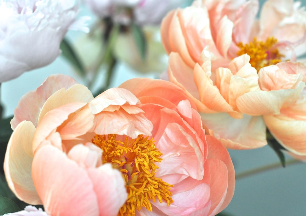 pink and white flower in close up photography