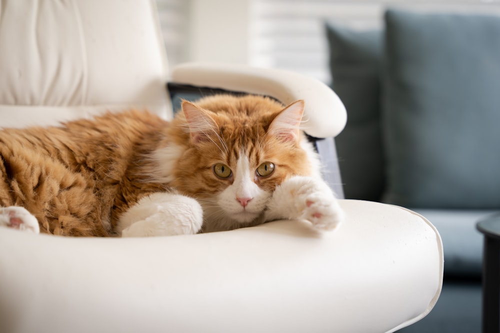 orange tabby cat lying on white chair