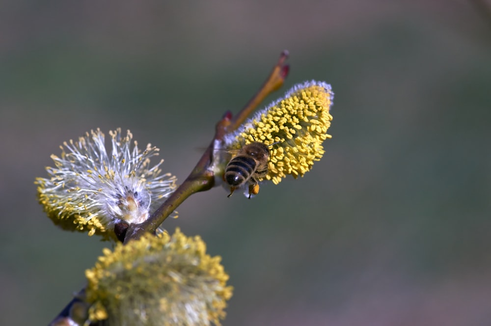 brown and black bee on white flower