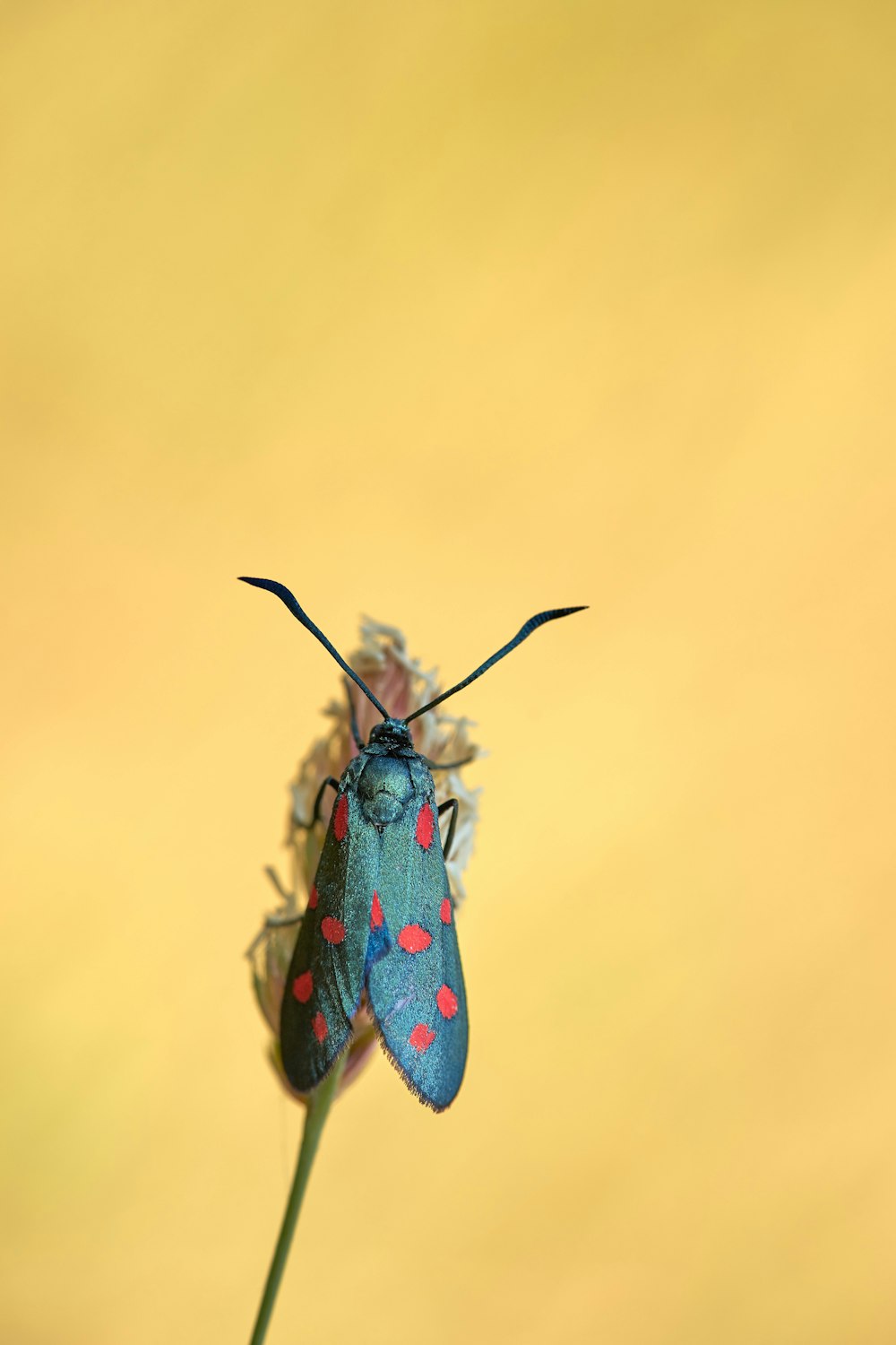 red and black insect in close up photography