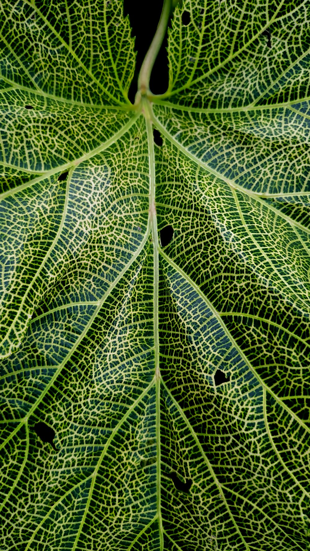 green leaf with water droplets