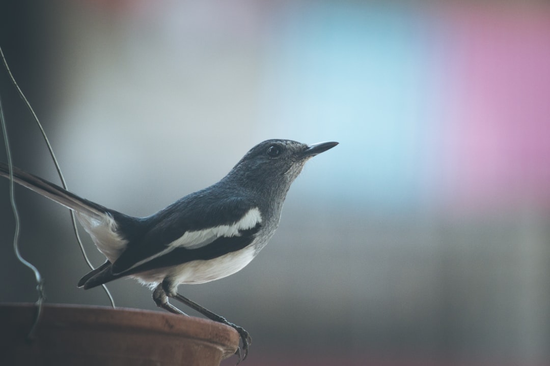 black and white bird on brown wooden stick