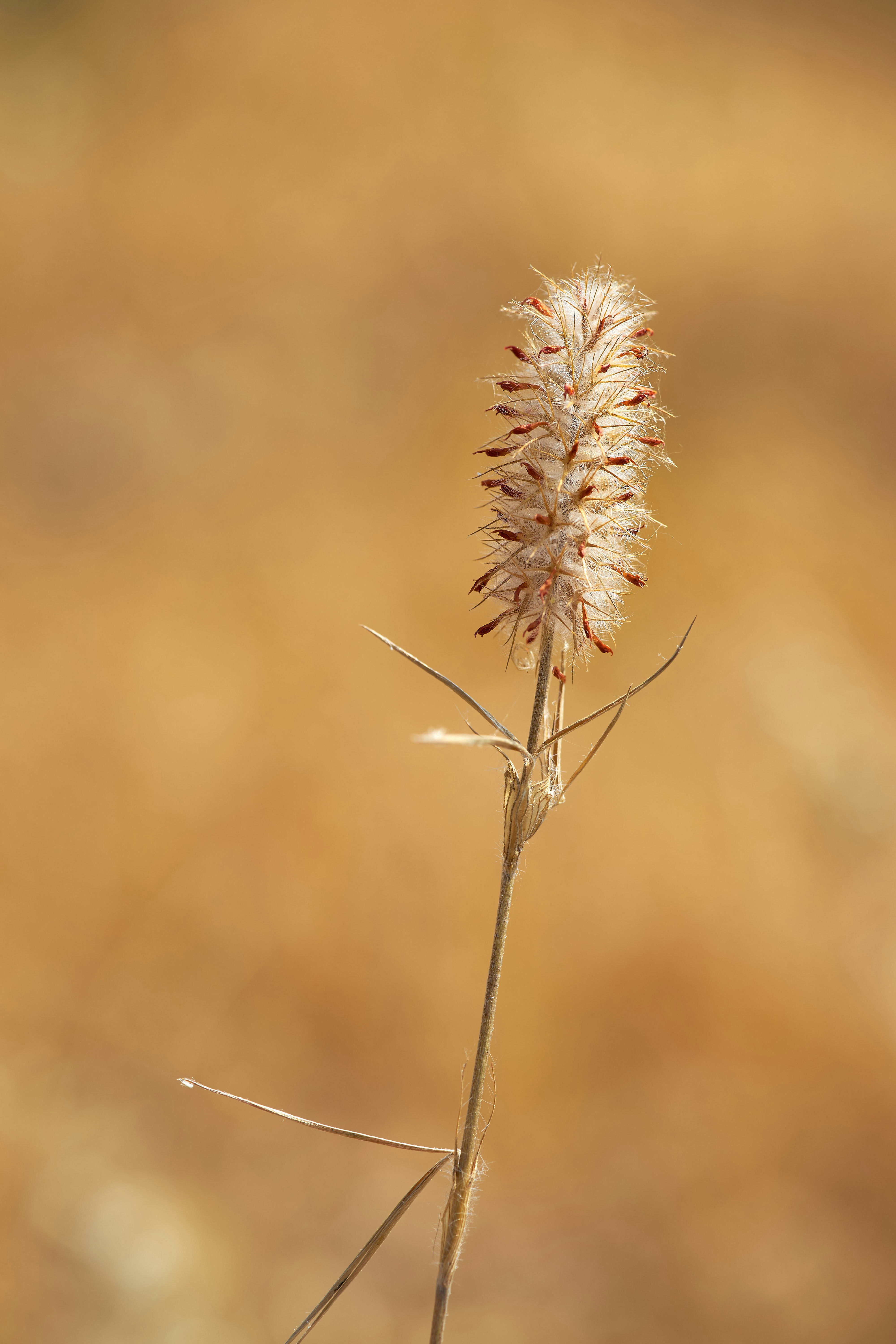 1. Stroopwafel 2. Haring 3. Poffertjes 4. Bitterballen 5. Erwtensoep 6. Kroket 7. Patat 8. Dutch cheese 9. Boerenkool 10. Drop