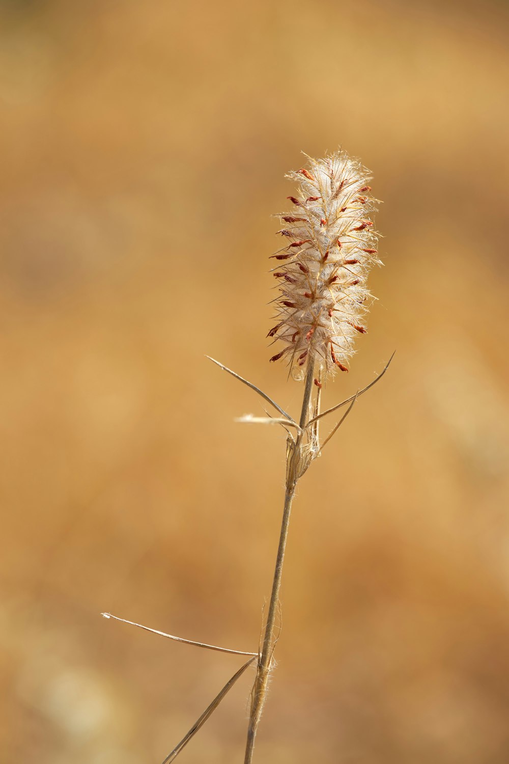 brown and white plant in close up photography