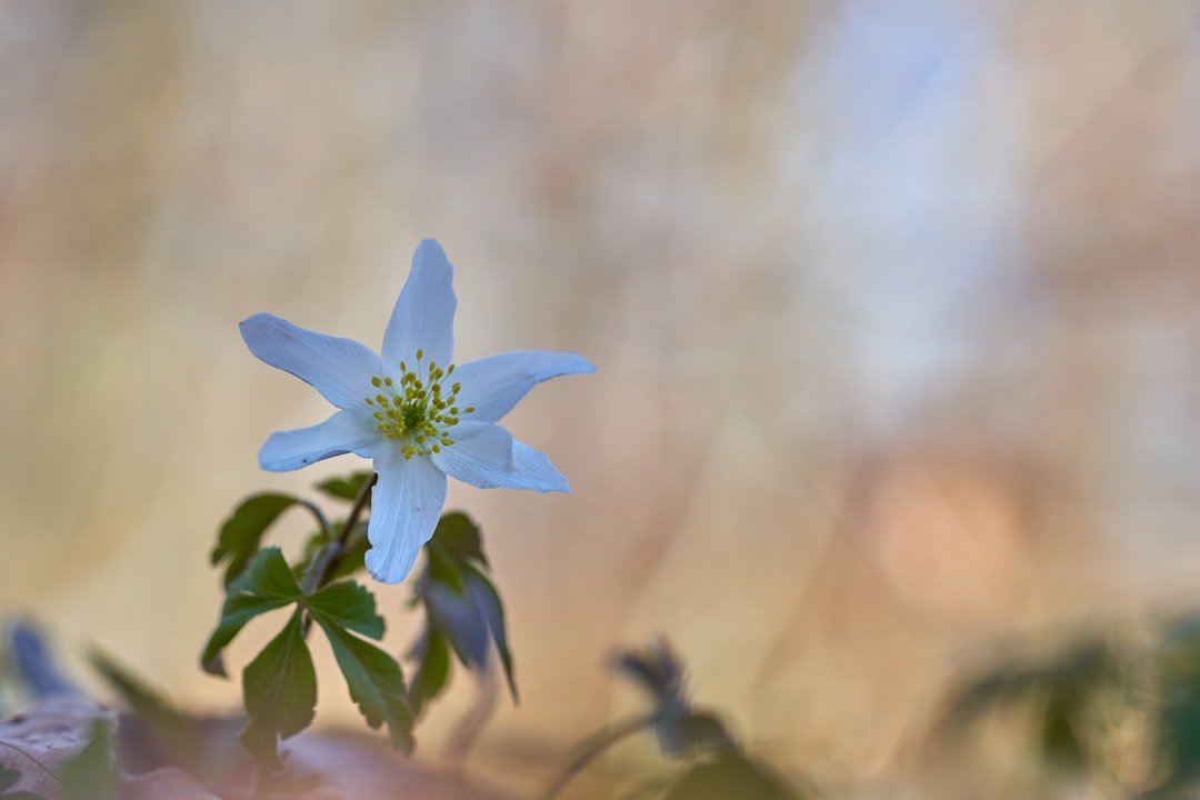 blue flower in tilt shift lens