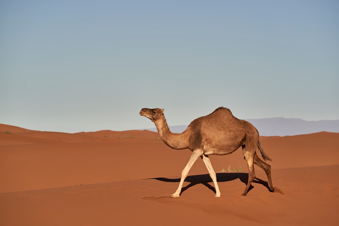  brown camel on brown sand during daytime camel