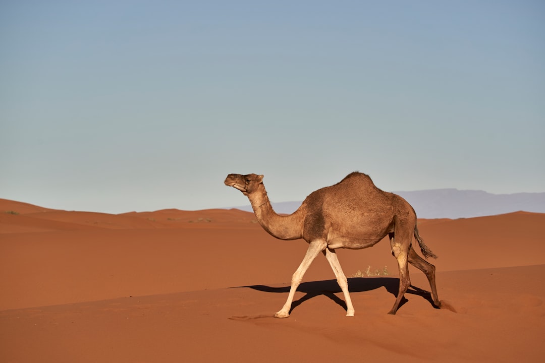 camel