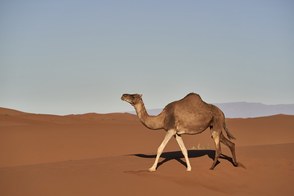 brown camel on brown sand during daytime