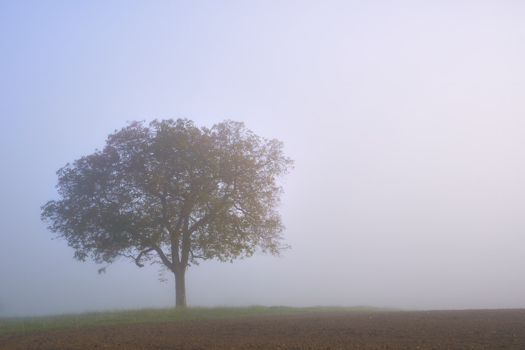 green tree on green grass field under white sky during daytime