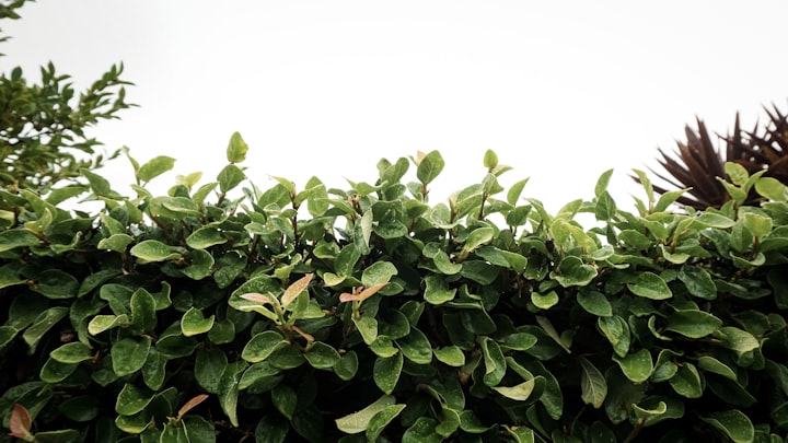 How to Trim and Maintain Your Hedge
