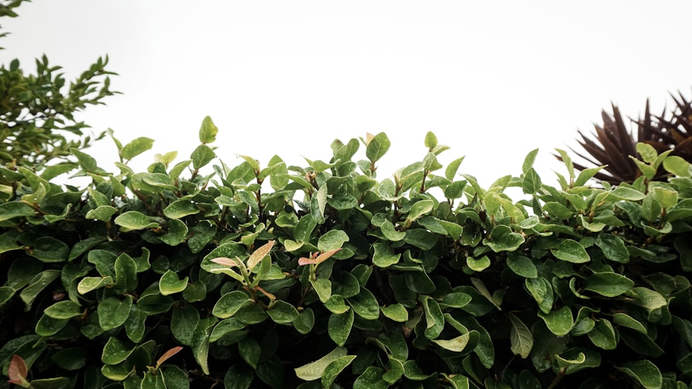 green leaves plant during daytime