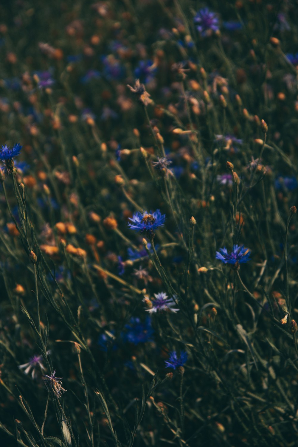 blue flowers in tilt shift lens