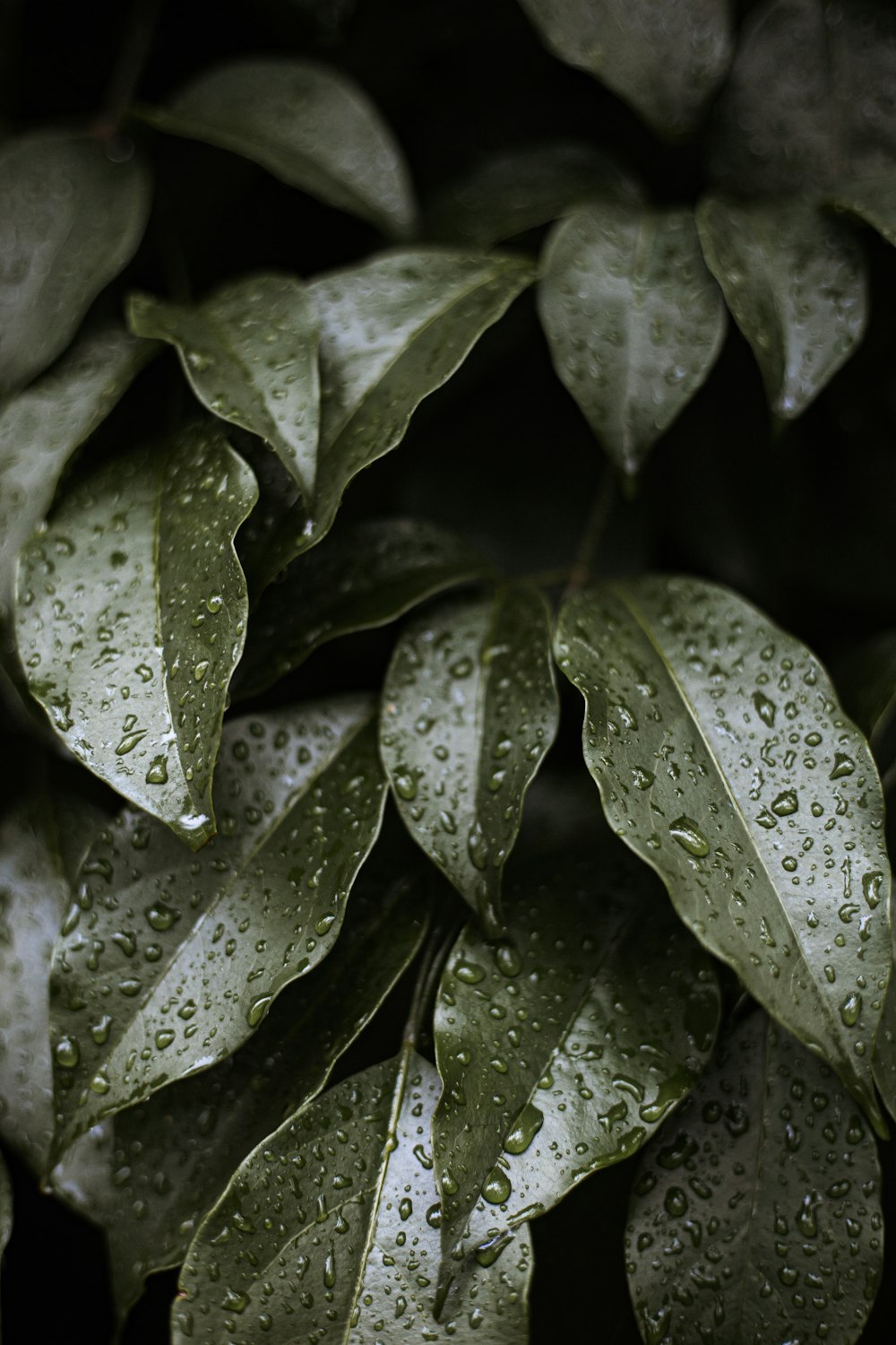 water droplets on green leaves