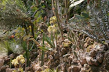 A sunlit alpine garden with rugged stones and vibrant drought-resistant plants.