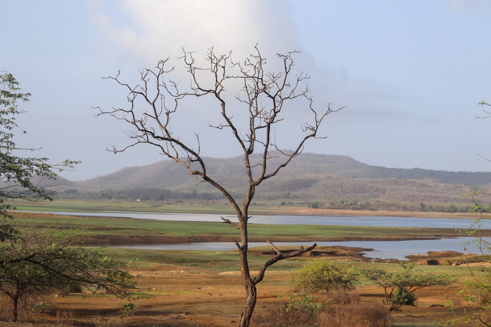 leafless tree on green grass field near lake during daytime