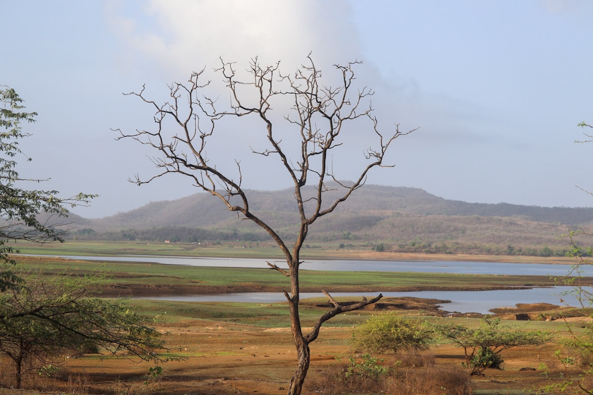 Gir landscape in Saurashtra