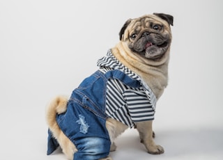 fawn pug wearing blue and white scarf