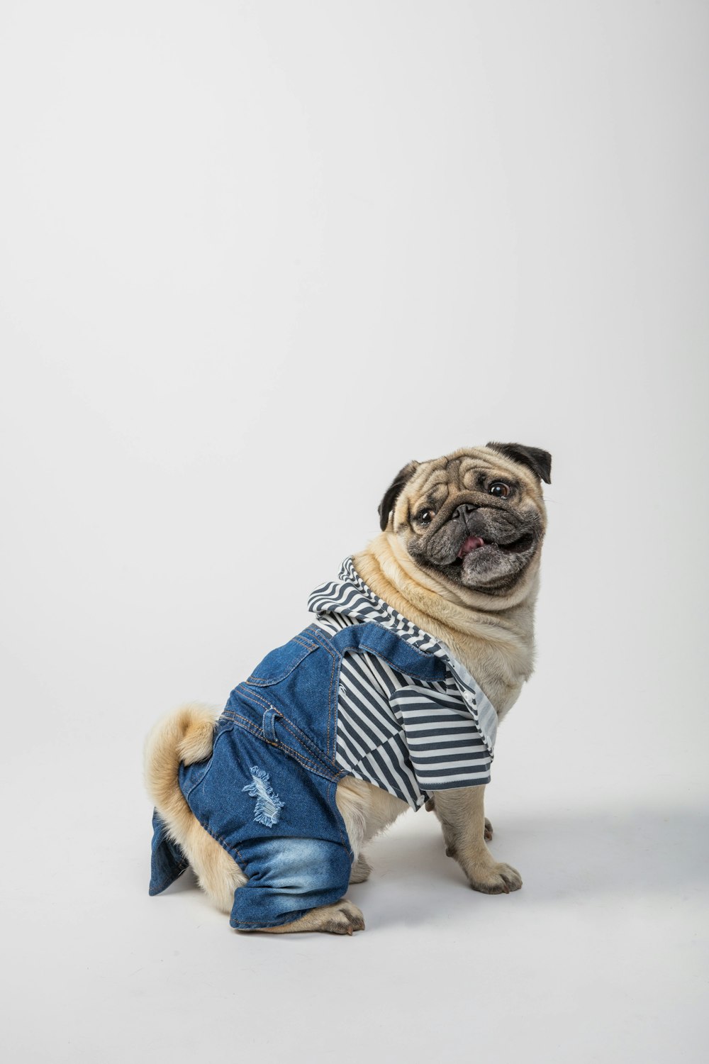 fawn pug wearing blue and white scarf