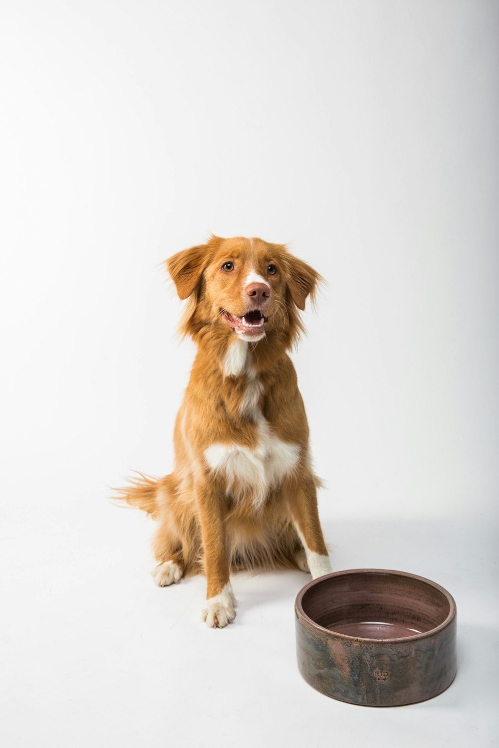 braun-weißer langhaariger Hund sitzt auf braunem Holzrundtisch