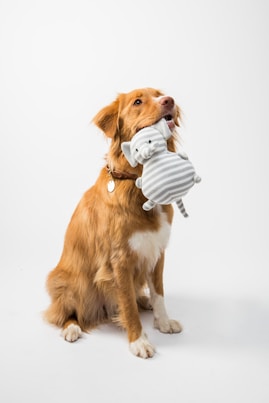 brown and white dog holding white and blue toy