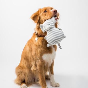 brown and white short coated dog biting white and blue ball