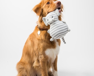 brown and white short coated dog biting white and blue ball