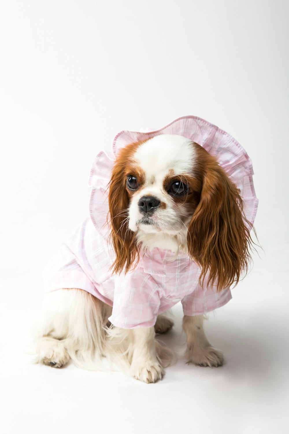 Petit chien à poil long blanc et marron en sweat à capuche rose