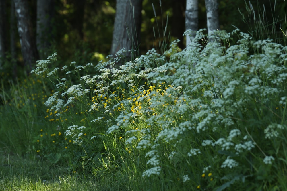 green grass and trees during daytime