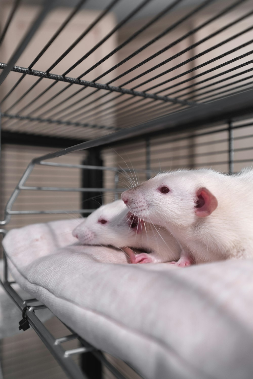 white mouse on pink textile