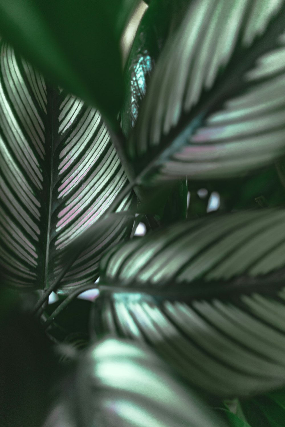 green leaf plant in close up photography