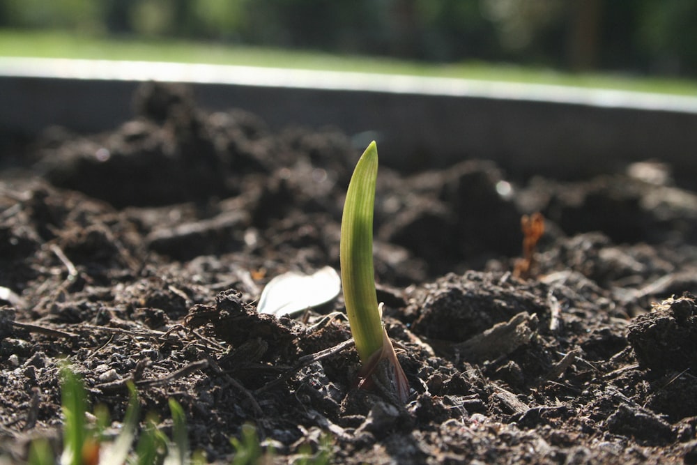 planta verde em solo marrom