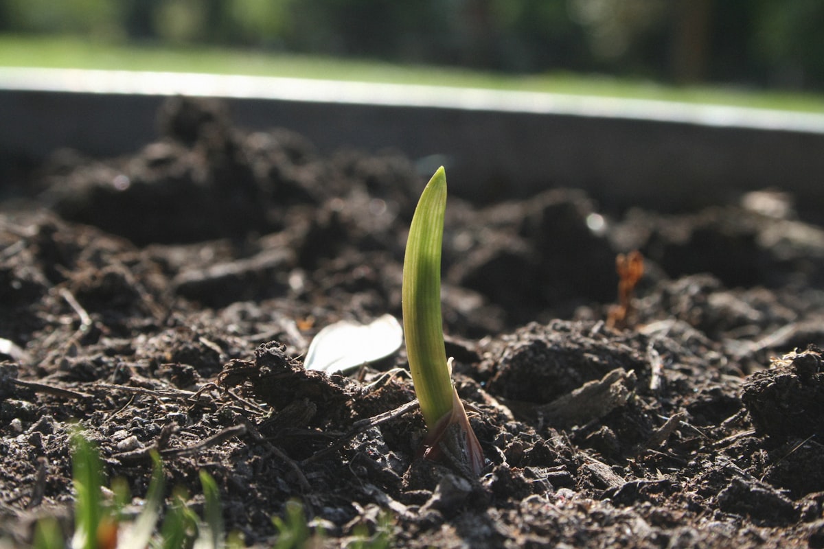Community garden space with people