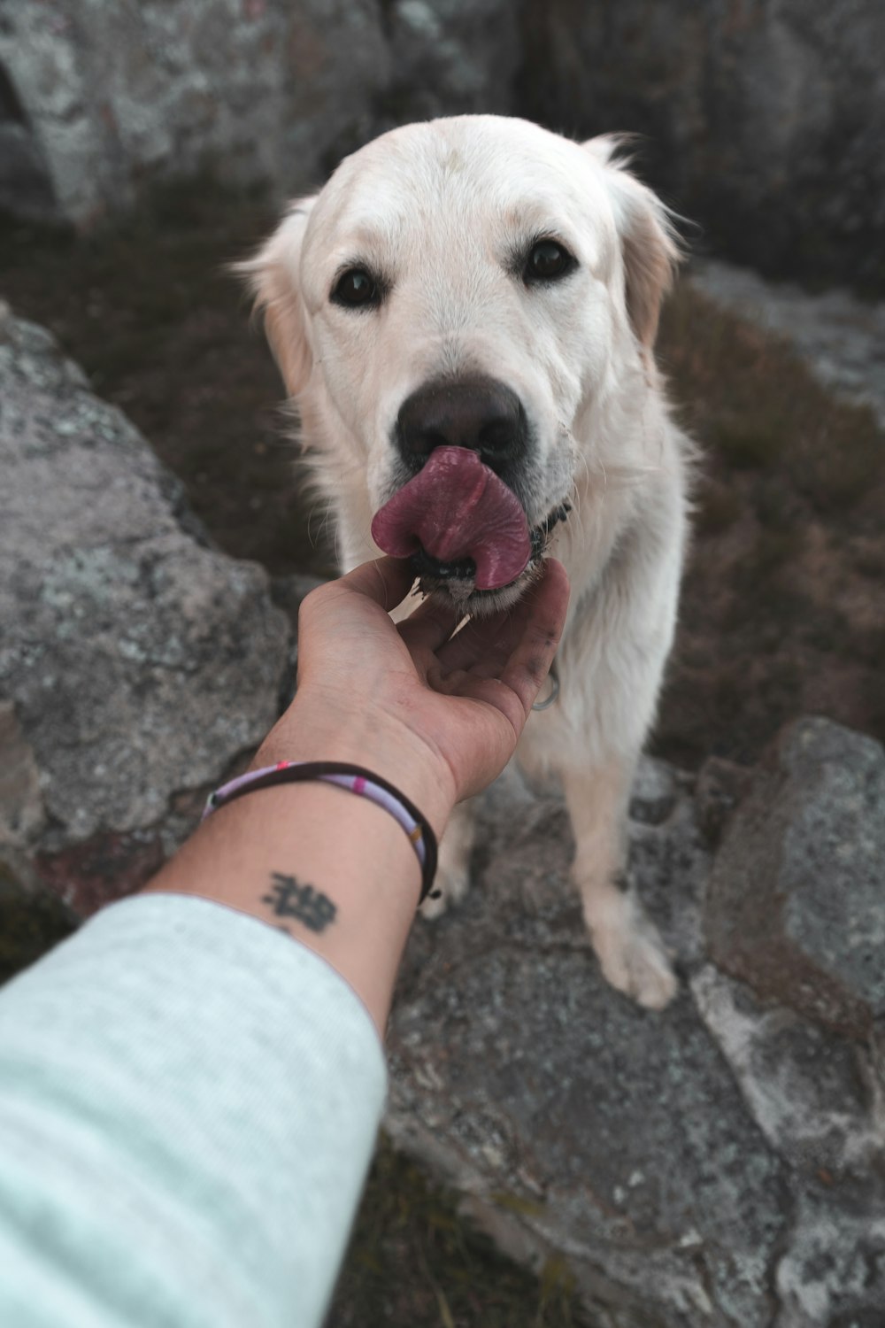 yellow labrador retriever with red leash