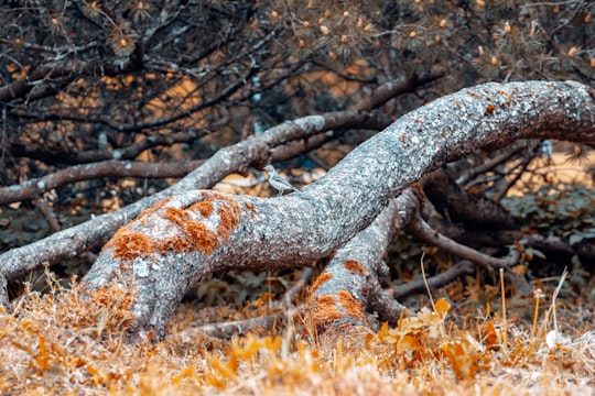 brown tree trunk on yellow grass field in Salaspils Latvia