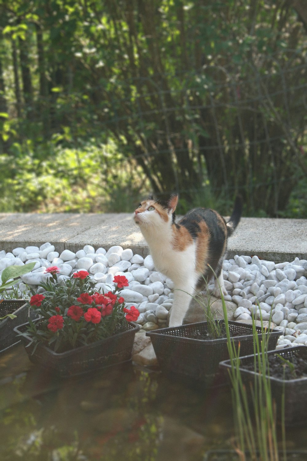 white orange and black cat on gray concrete fence