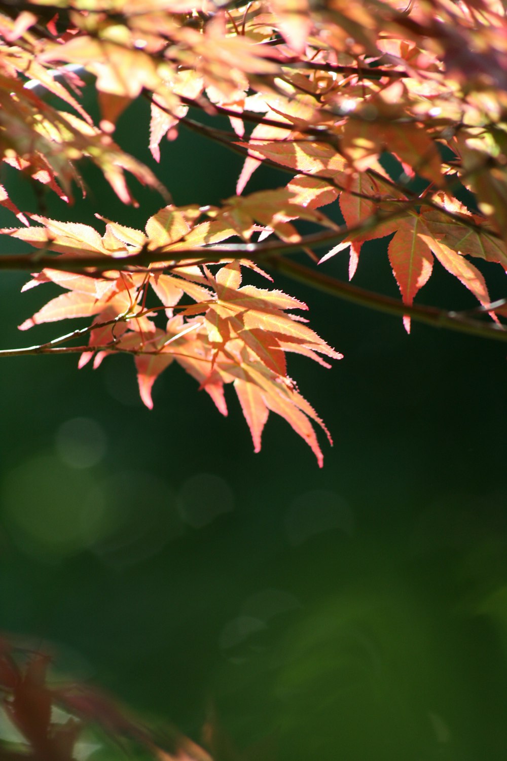 brown leaves in tilt shift lens