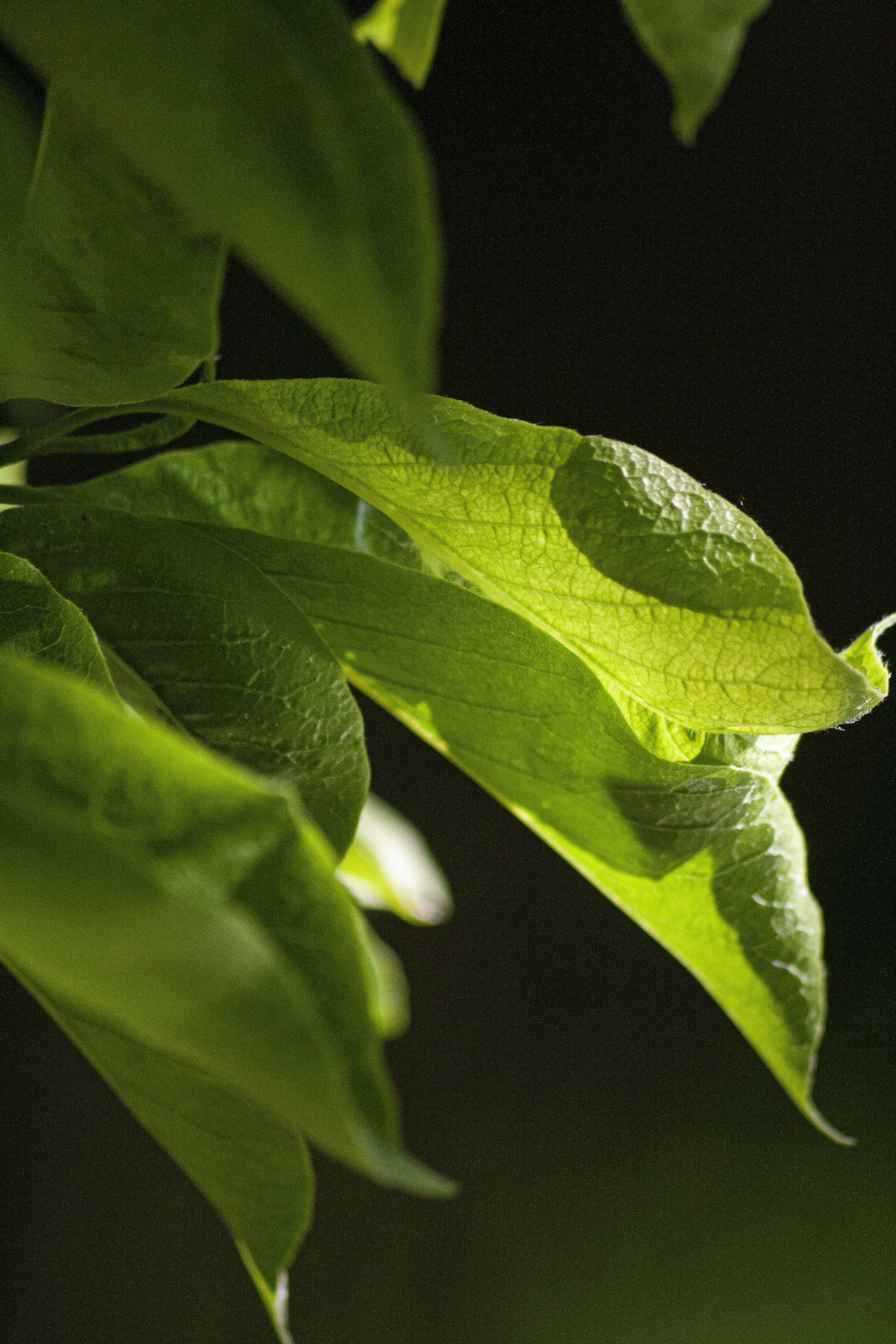 green leaves against black background