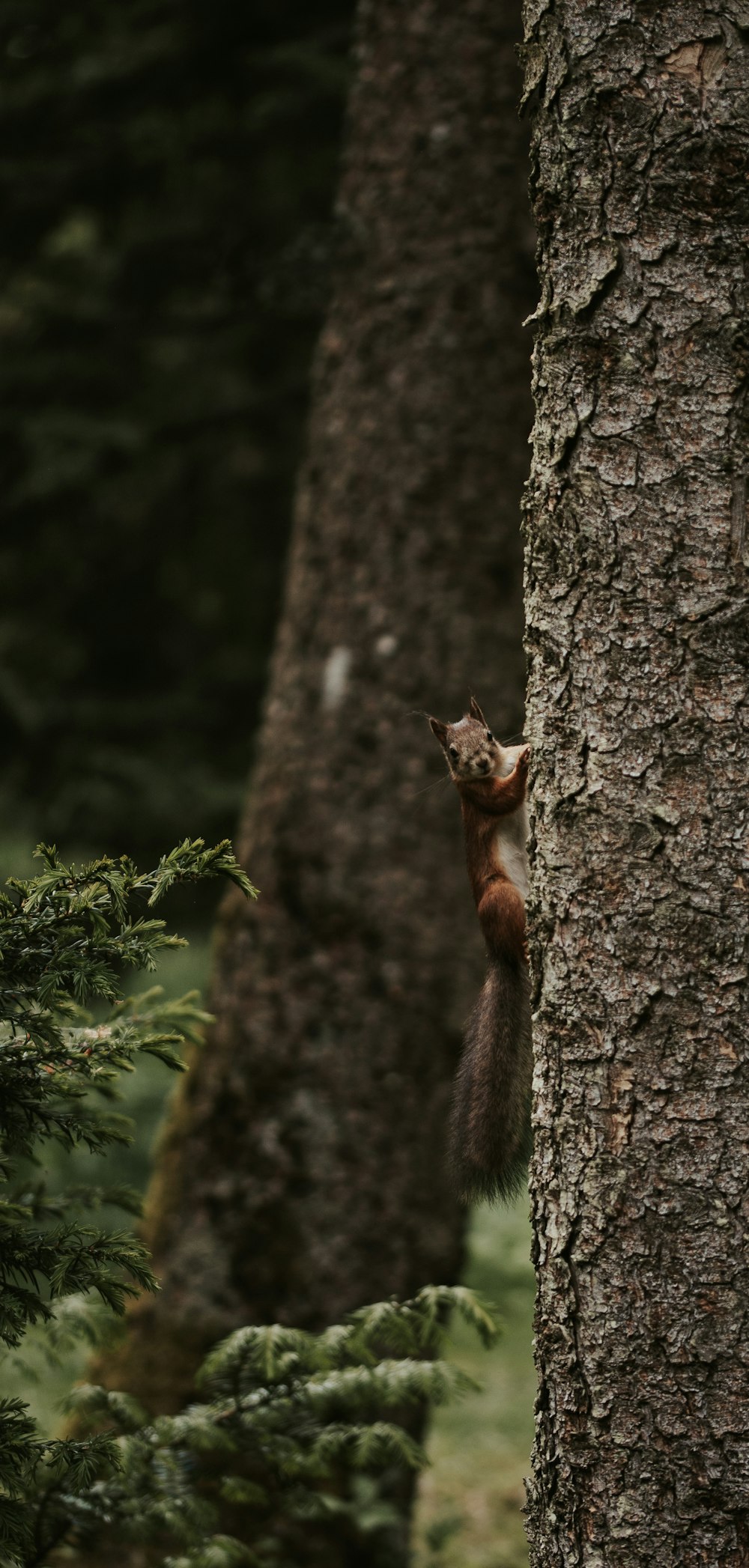 brown squirrel on tree trunk