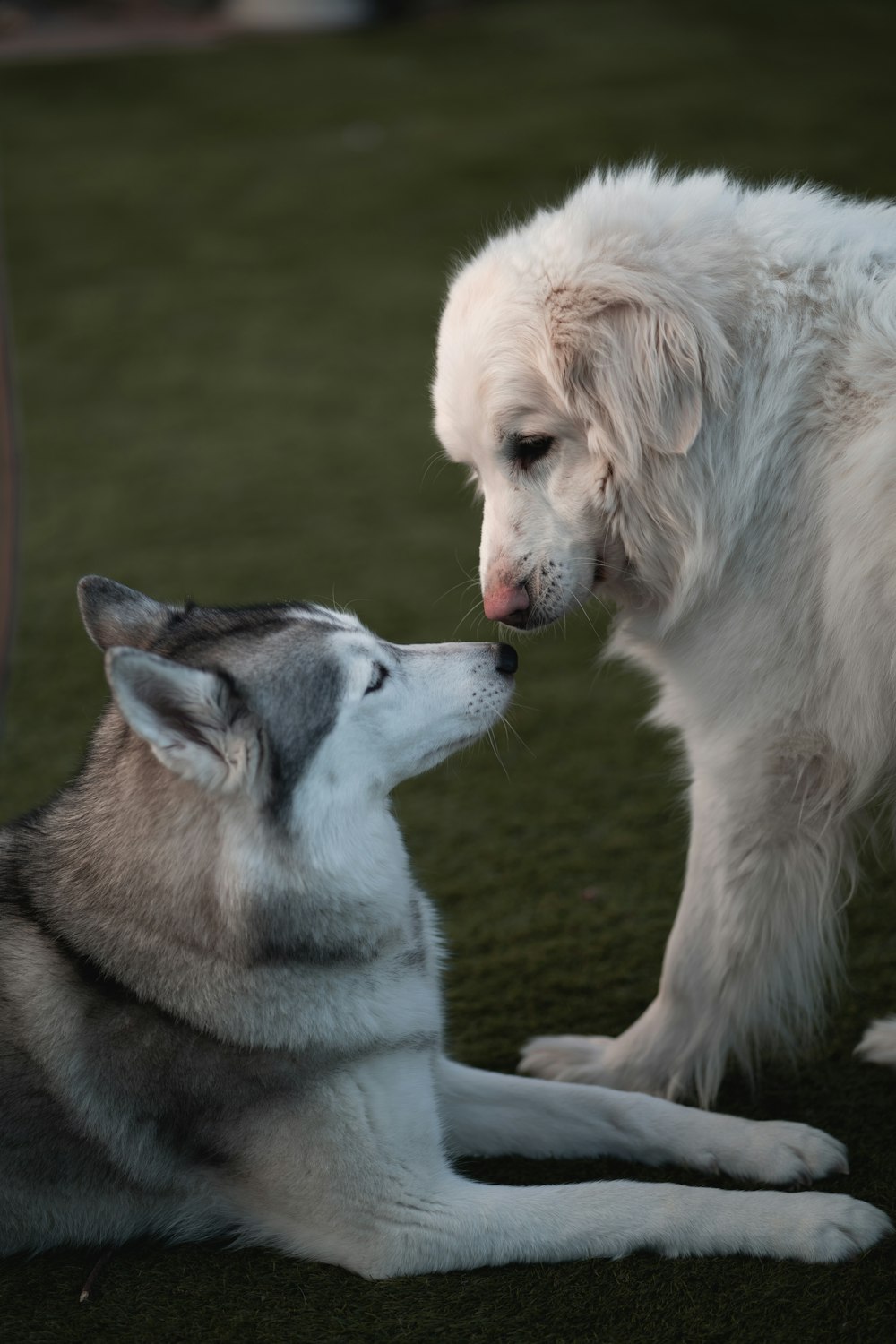 white and black siberian husky puppy and white and black short coated dog on green grass