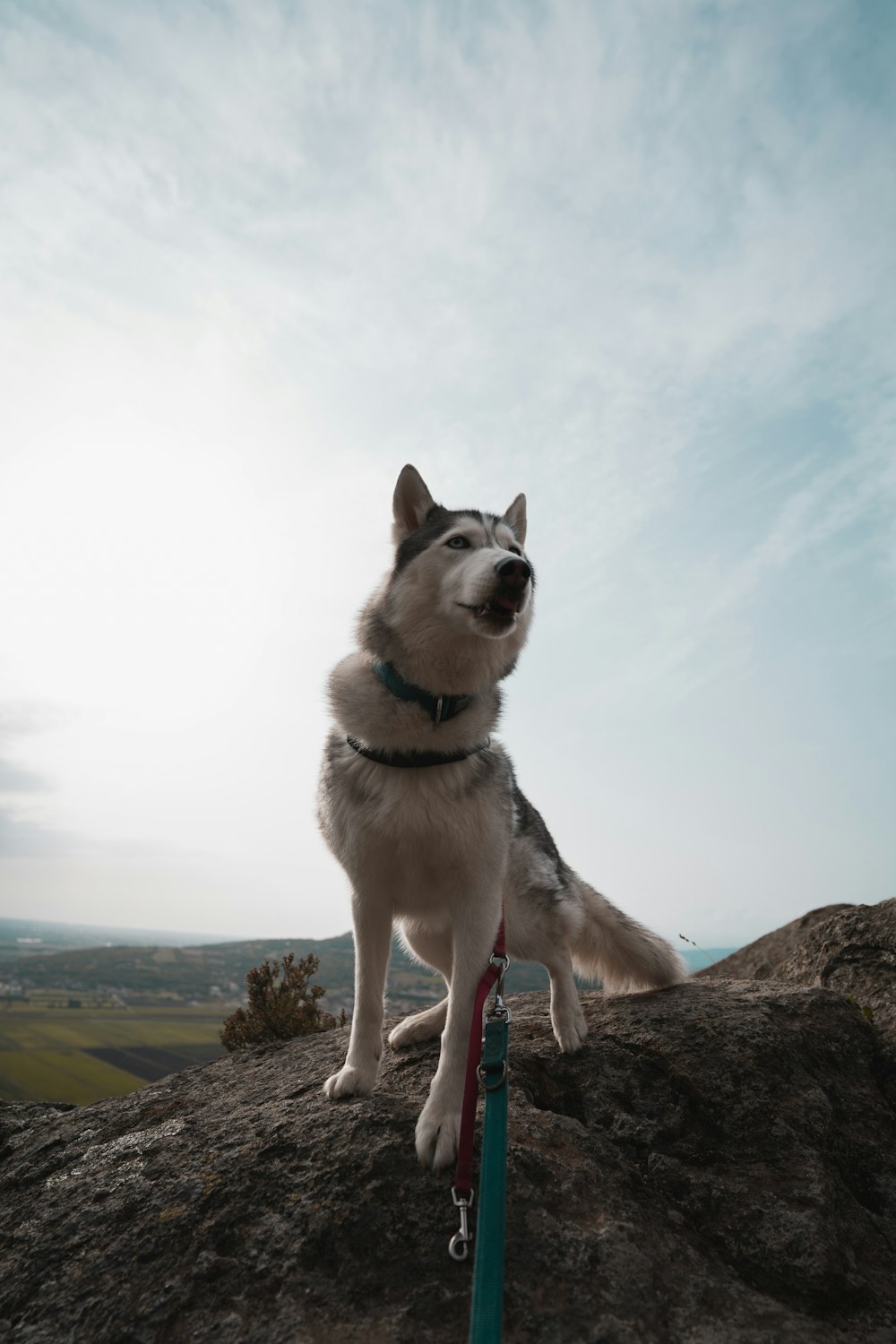 white and black siberian husky on brown rock during daytime